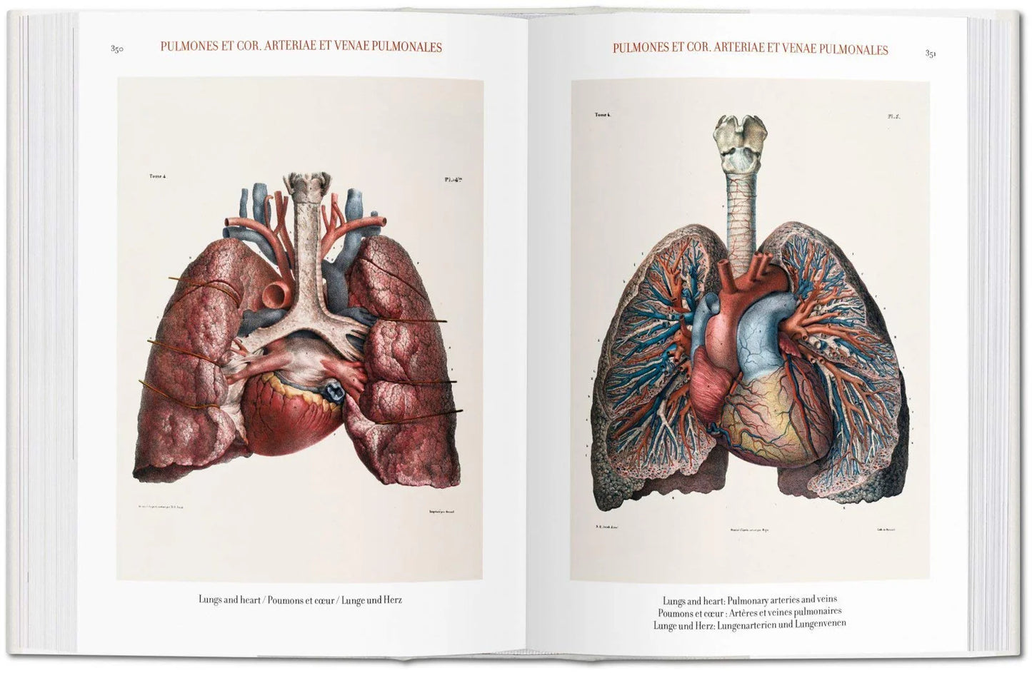 Atlas of Human Anatomy